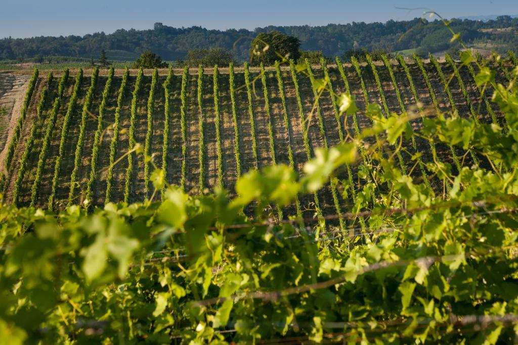 Tenuta La Meirana 加维 外观 照片